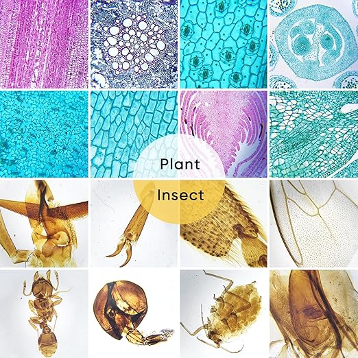 60 Microscope Slides with Specimens,Prepared Microscope Slides for Kids,Glass Slides for Microscope,Prepared Slides for Kids Microscope,Microscope Slide Preparation Kit for Biology Science Classes-CubbioJoy