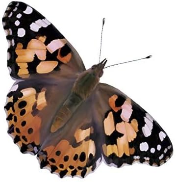 Insect Lore Two Cups of Live Caterpillars - 10 Live Painted Lady Caterpillars with Food - Includes Bonus Butterfly Life Cycle Figurines - Refill for Butterfly Garden Habitat-CubbioJoy