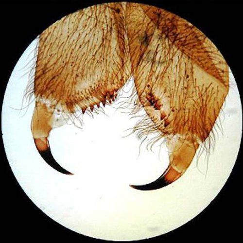 AmScope PS25 Prepared Microscope Slide Set for Basic Biological Science Education, 25 Slides, Includes Fitted Wooden Case Brown-CubbioJoy