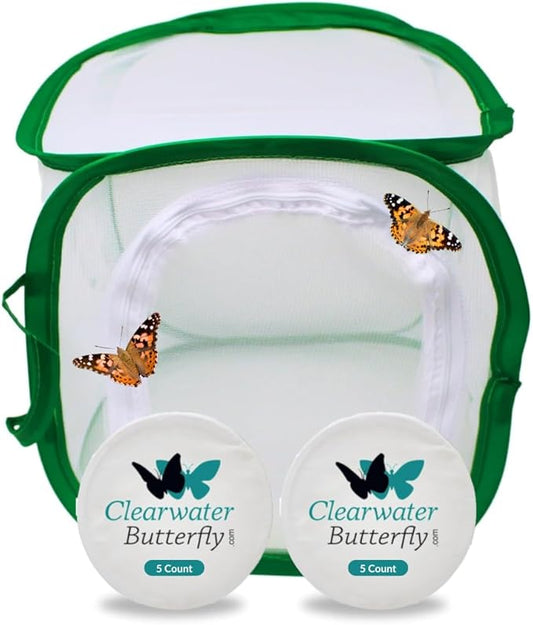 Clearwater Butterfly Live Painted Lady Butterflies - Butterfly Growing Kit with Live Caterpillars - Mesh Cage Included - Butterfly Habitat - 10 Live Caterpillars to Butterflies - Live Butterfly Kit-CubbioJoy