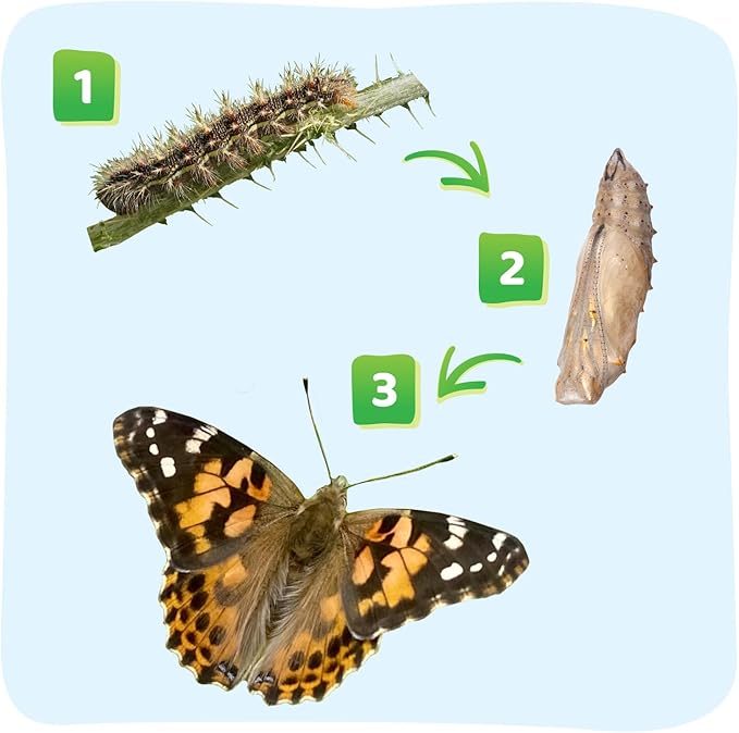 Insect Lore Raise and Release Butterfly Garden Kit – Caterpillar Habitat with redeemable Voucher – STEM-accredited Live Butterfly Growing Kit for Kids, Classrooms, and Homeschool Learning-CubbioJoy