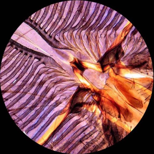 AmScope PS25 Prepared Microscope Slide Set for Basic Biological Science Education, 25 Slides, Includes Fitted Wooden Case Brown-CubbioJoy