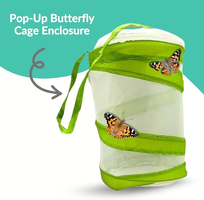 Clearwater Butterfly Live Painted Lady Butterflies - Butterfly Growing Kit with Live Caterpillars - Mesh Cage Included - Butterfly Habitat - 5 Live Caterpillars to Butterflies - Live Butterfly Kit-CubbioJoy