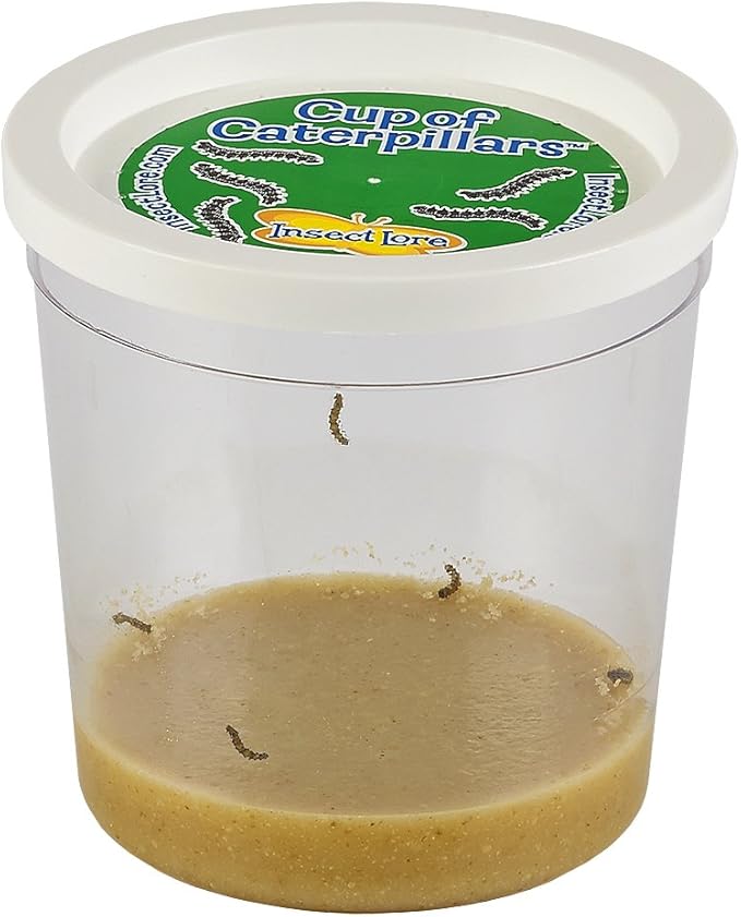 Insect Lore Cup Caterpillars - 5 Live Painted Lady Caterpillars with Food - Includes Figurines - Refill Kit for Butterfly Garden Habitat - STEM Science Activity for Kids and Classrooms-CubbioJoy