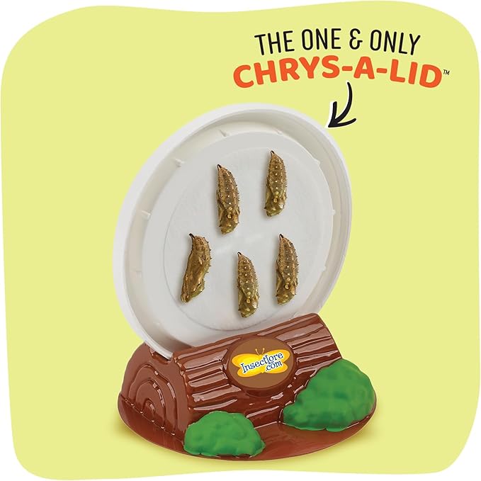 Insect Lore Cup Caterpillars - 5 Live Painted Lady Caterpillars with Food - Includes Figurines - Refill Kit for Butterfly Garden Habitat - STEM Science Activity for Kids and Classrooms-CubbioJoy