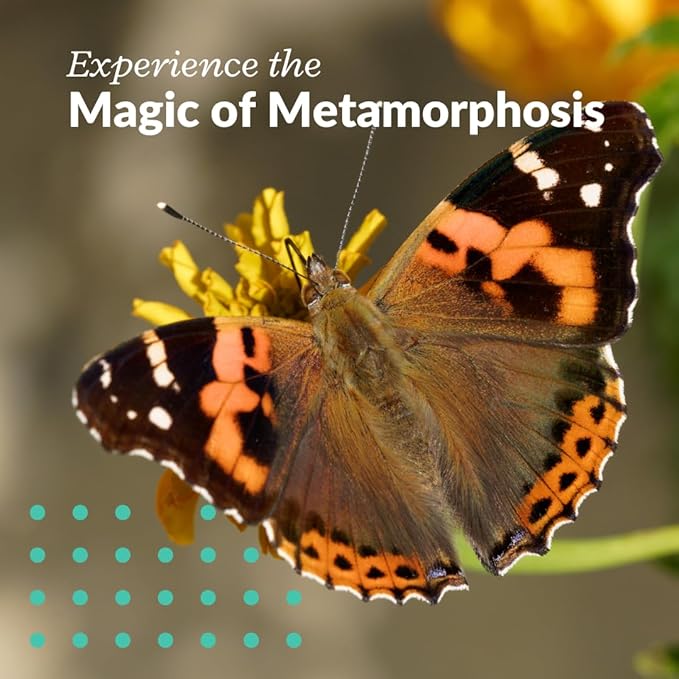 Clearwater Butterfly Live Painted Lady Butterflies - 10 Live Caterpillars - Live Caterpillars to Butterflies - Caterpillars for Butterfly Kit - Mesh Cage Not Included - Live Butterfly Kit - 10 Count-CubbioJoy