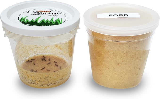 32 Live Caterpillars Shipped Now: Butterfly Kit Refill for School Sized Kit with Extra Larva Rearing Supplies and 32 Little Cups by Nature Gift Store-CubbioJoy