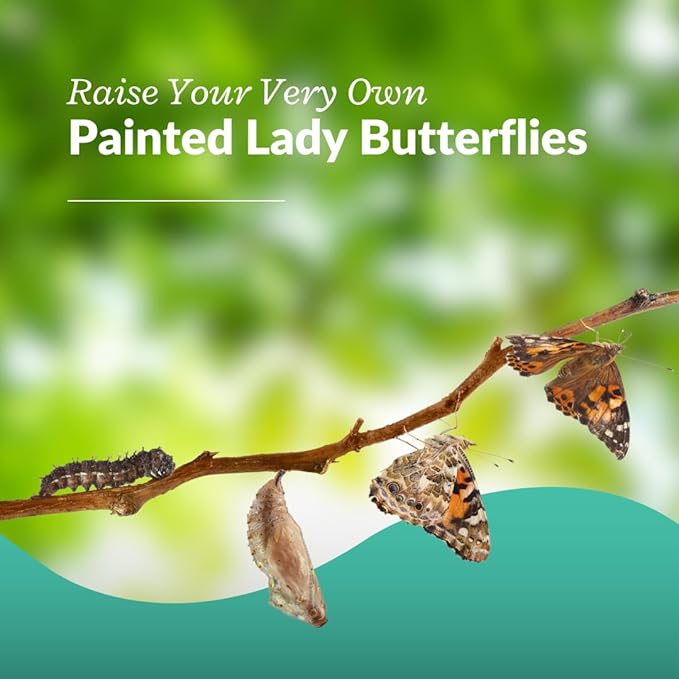 Clearwater Butterfly Live Painted Lady Butterflies - Butterfly Growing Kit with Live Caterpillars - Mesh Cage Included - Butterfly Habitat - 5 Live Caterpillars to Butterflies - Live Butterfly Kit-CubbioJoy