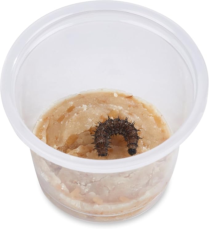 32 Live Caterpillars Shipped Now: Butterfly Kit Refill for School Sized Kit with Extra Larva Rearing Supplies and 32 Little Cups by Nature Gift Store-CubbioJoy