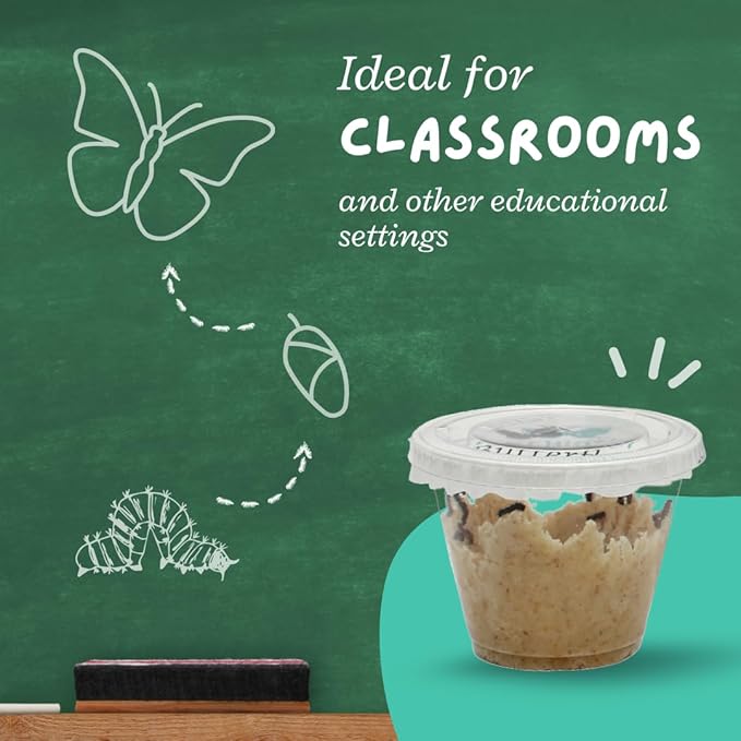 Clearwater Butterfly Live Painted Lady Butterflies - 33 Live Caterpillars Kit - Live Caterpillars to Butterflies - Classroom/School Kit & Habitat - (Suitable for All Ages)-CubbioJoy