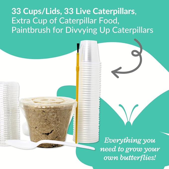 Clearwater Butterfly Live Painted Lady Butterflies - 33 Live Caterpillars Kit - Live Caterpillars to Butterflies - Classroom/School Kit & Habitat - (Suitable for All Ages)-CubbioJoy