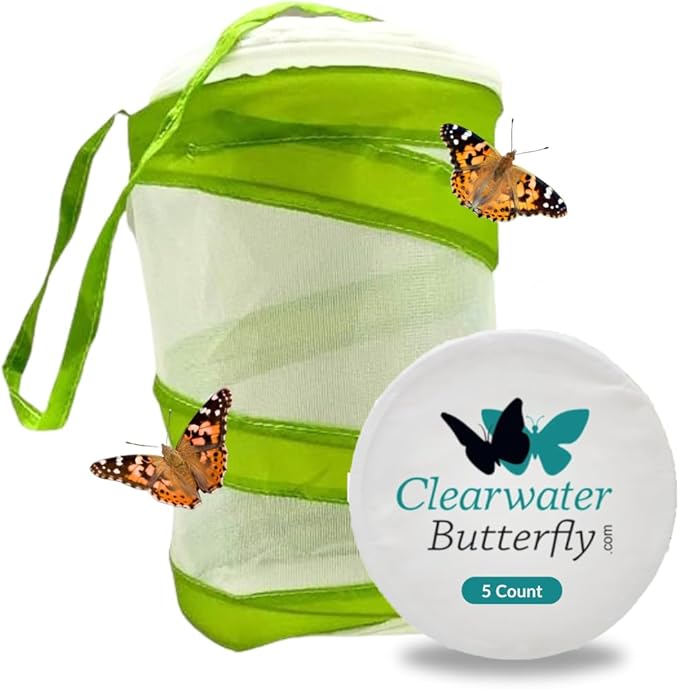 Clearwater Butterfly Live Painted Lady Butterflies - Butterfly Growing Kit with Live Caterpillars - Mesh Cage Included - Butterfly Habitat - 5 Live Caterpillars to Butterflies - Live Butterfly Kit-CubbioJoy
