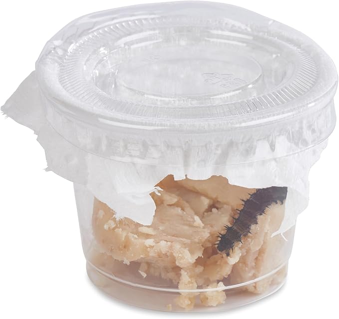 32 Live Caterpillars Shipped Now: Butterfly Kit Refill for School Sized Kit with Extra Larva Rearing Supplies and 32 Little Cups by Nature Gift Store-CubbioJoy