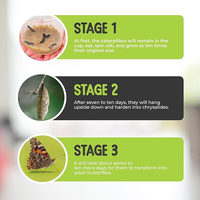 30 Live Caterpillars for Butterfly Habitat Kit - Refill for Painted Lady Butterfly Kit with Caterpillar Food, Instructions - Educational Science Kit, 6 Cups of 5 Caterpillars-CubbioJoy