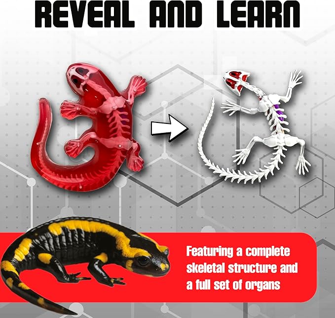 Dissect-It Kit for Kids, Simulated Synthetic Lab Dissection Toy, Salamander STEM Toys for Animal Science, Biology, and Anatomy-CubbioJoy