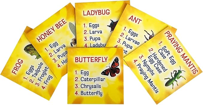 Insect Lore's Life Cycle Figurines 24 Pc Set | Butterfly, Ladybug, Frog, Honey Bee, Ant and Praying Mantis | 4 Stages Per Insect, 24 Figurines Total-CubbioJoy