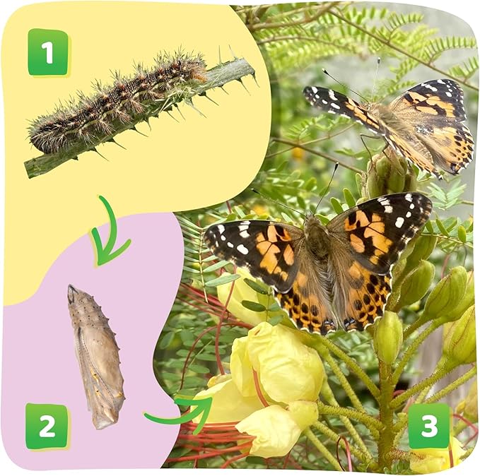 Insect Lore Butterfly Garden Kit – 10 Live Caterpillars, Habitat, STEM Journal, 2 Chrys-a-lid Holding Logs & Feeder – Grow & Release Painted Lady Butterflies – Educational Science Toy-CubbioJoy