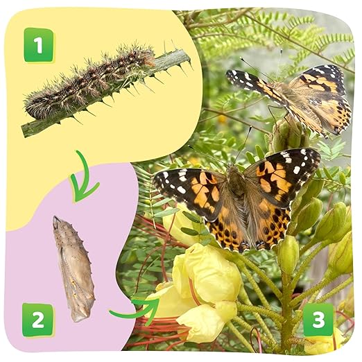 Insect Lore Cup of Caterpillars - 5 Live Painted Lady Caterpillars with Food - Refill for Butterfly Garden Kit - Stickers & Chrys-A-Lid Holding Log Included - STEM Learning Activity-CubbioJoy