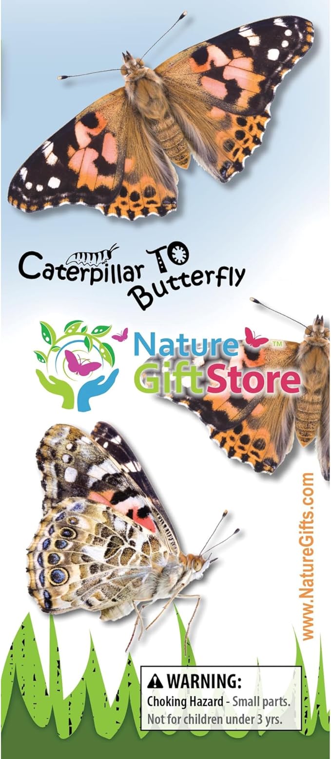 32 Live Caterpillars Shipped Now: Butterfly Kit Refill for School Sized Kit with Extra Larva Rearing Supplies and 32 Little Cups by Nature Gift Store-CubbioJoy