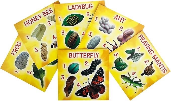 Insect Lore's Life Cycle Figurines 24 Pc Set | Butterfly, Ladybug, Frog, Honey Bee, Ant and Praying Mantis | 4 Stages Per Insect, 24 Figurines Total-CubbioJoy