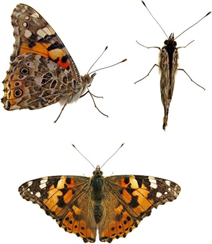 32 Live Caterpillars Shipped Now: Butterfly Kit Refill for School Sized Kit with Extra Larva Rearing Supplies and 32 Little Cups by Nature Gift Store-CubbioJoy