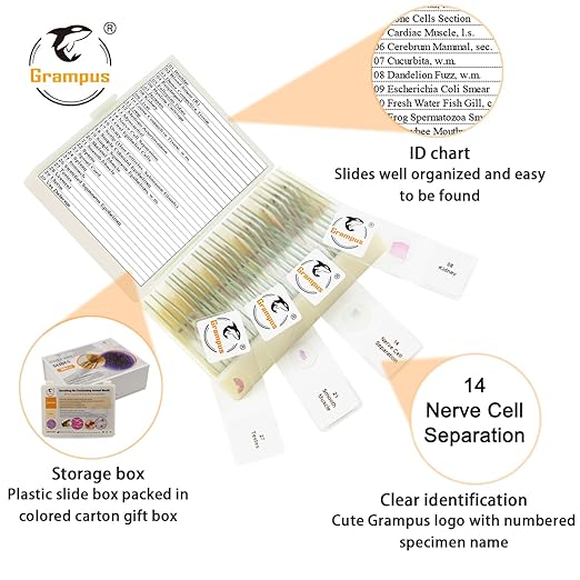 30 Prepared Microscope Slides with Specimens for Kids Students - Histology, for Biological Science Lab, Children's Science Education, Homeschooling Use-CubbioJoy