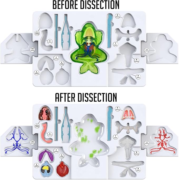 Dissect-It Kit for Kids, Simulated Synthetic Lab Dissection Toy, Frog Super Lab STEM Toys for Animal Science, Biology, and Anatomy-CubbioJoy