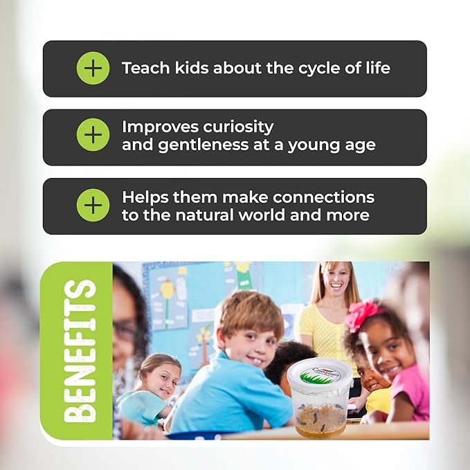 30 Live Caterpillars for Butterfly Habitat Kit - Refill for Painted Lady Butterfly Kit with Caterpillar Food, Instructions - Educational Science Kit, 6 Cups of 5 Caterpillars-CubbioJoy