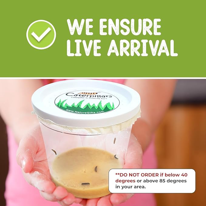 32 Live Caterpillars Shipped Now: Butterfly Kit Refill for School Sized Kit with Extra Larva Rearing Supplies and 32 Little Cups by Nature Gift Store-CubbioJoy