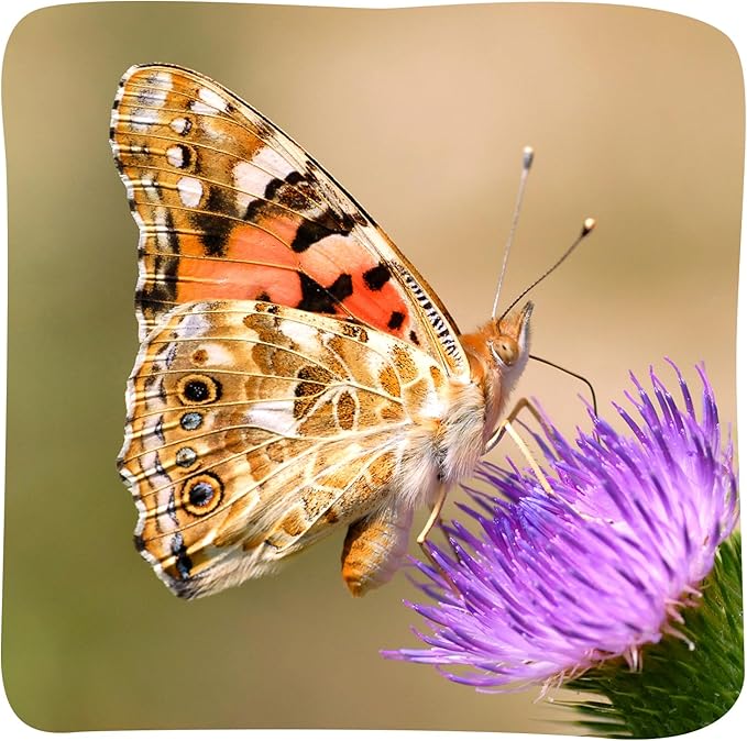 Insect Lore Butterfly Garden Kit - 5 Live Baby Caterpillars, Habitat, Feeder, Chrys-A-Lid Log, STEM Journal Included - Grow, Raise and Release Painted Lady Butterflies-CubbioJoy