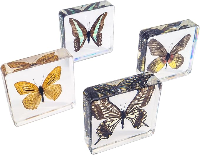 4 PCS Butterfly Specimen Set, Danaus Genutia, Graphium Sarpedon, Asian Swallowtail, Delias Pasithoe Butterfly Resin Collection Science Toys-CubbioJoy