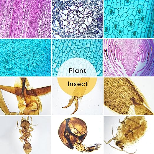 30 Microscope Slides with Specimens,Prepared Microscope Slides for Kids,Glass Slides for Microscope,Prepared Slides for Kids Microscope,Microscope Slide Preparation Kit for Biology Science Classes-CubbioJoy