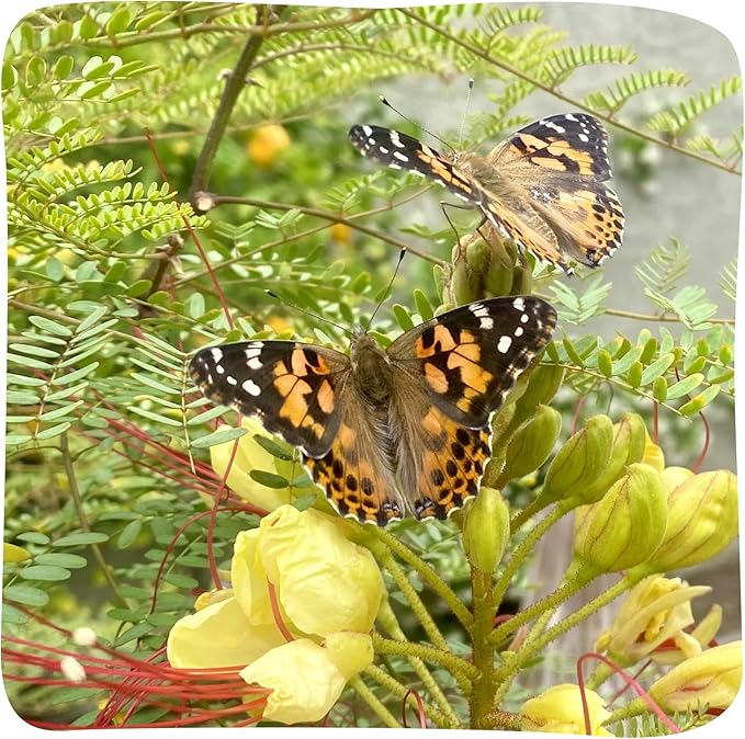 Insect Lore Butterfly Garden - 8" Habitat with 5 Live Baby Caterpillars - Includes Life Cycle Figurines, Stickers, Wind up, Mini Habitat | Birthday or Teacher Gift Set-CubbioJoy