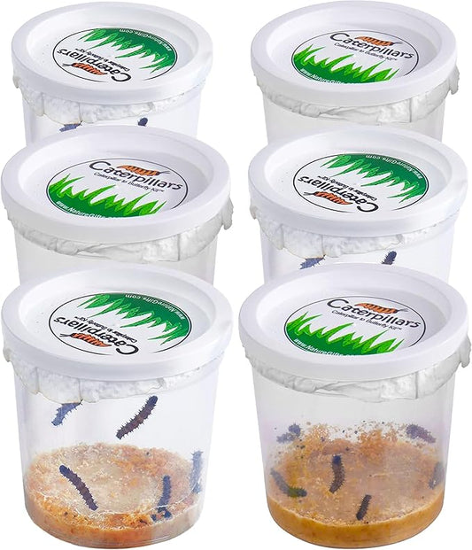 30 Live Caterpillars for Butterfly Habitat Kit - Refill for Painted Lady Butterfly Kit with Caterpillar Food, Instructions - Educational Science Kit, 6 Cups of 5 Caterpillars-CubbioJoy