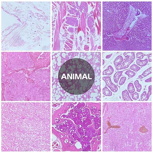 30 Microscope Slides with Specimens, Prepared Microscope Slides Set with Plants Animals Insects for Adults Students Homeschool Basic Biological Science Education-CubbioJoy