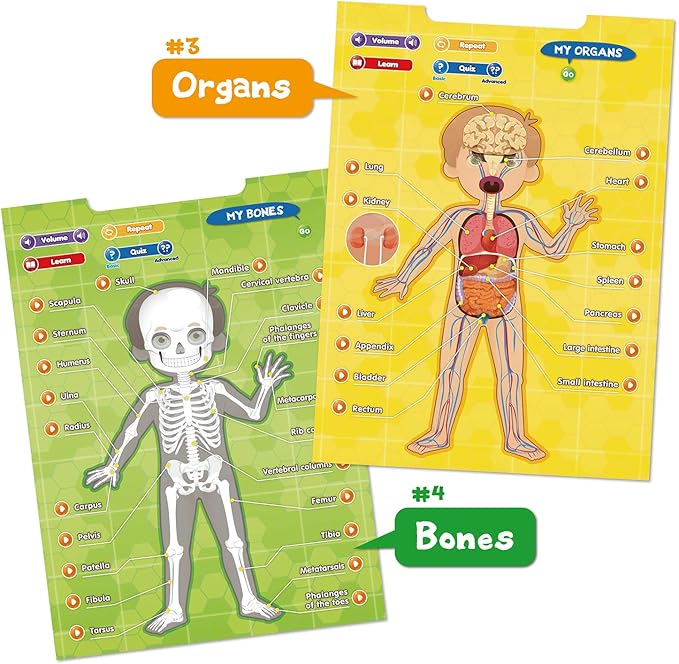 BEST LEARNING i-Poster My Body - Interactive Educational Human Anatomy Talking Game Toy | Learn Body Parts, Organs, Muscles and Bones for Kids Aged 5 to 12 Years Old-CubbioJoy