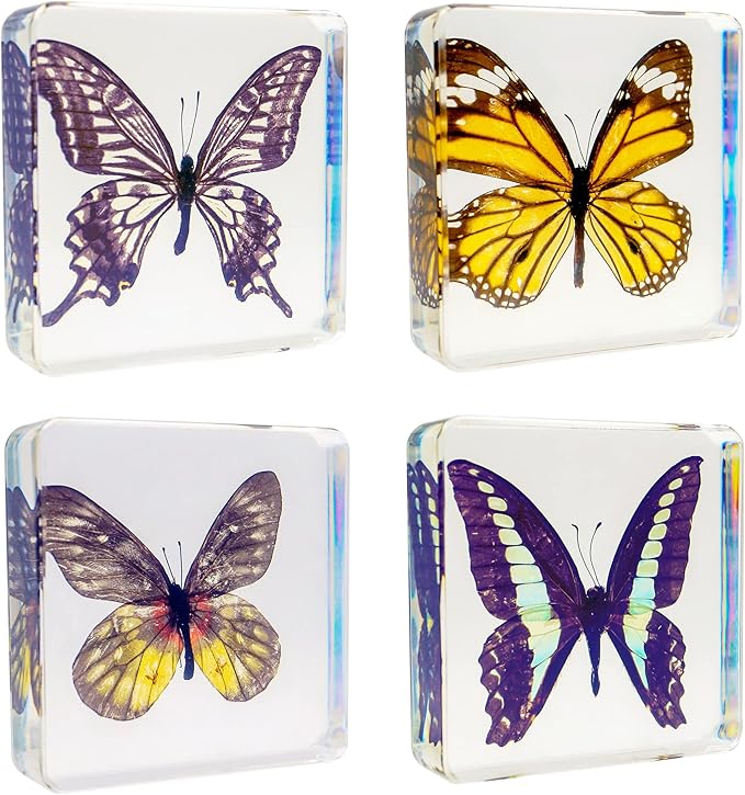 4 PCS Butterfly Specimen Set, Danaus Genutia, Graphium Sarpedon, Asian Swallowtail, Delias Pasithoe Butterfly Resin Collection Science Toys-CubbioJoy