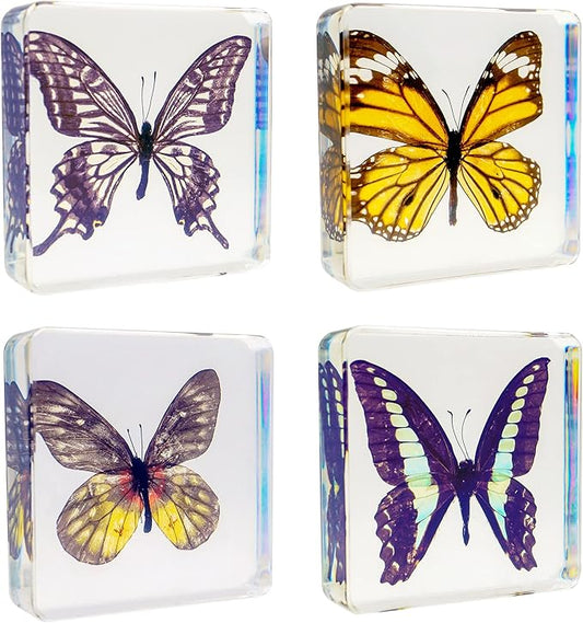 4 PCS Butterfly Specimen Set, Danaus Genutia, Graphium Sarpedon, Asian Swallowtail, Delias Pasithoe Butterfly Resin Collection Science Toys-CubbioJoy