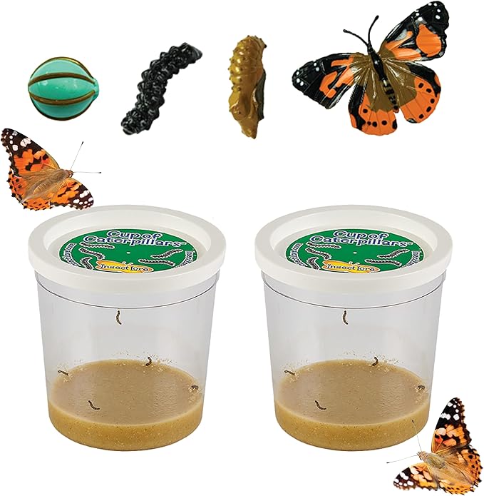 Insect Lore Two Cups of Live Caterpillars - 10 Live Painted Lady Caterpillars with Food - Includes Bonus Butterfly Life Cycle Figurines - Refill for Butterfly Garden Habitat-CubbioJoy