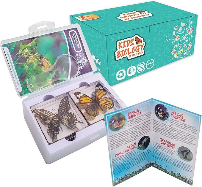4 PCS Butterfly Specimen Set, Danaus Genutia, Graphium Sarpedon, Asian Swallowtail, Delias Pasithoe Butterfly Resin Collection Science Toys-CubbioJoy
