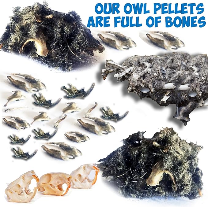 Amazing Owl Pellet Dissection Kit 5-Piece Set for Science Lab Projects Includes Tweezers and Wooden Probes Ideal for Ages 15 & Older Barn Owl eBook Included-CubbioJoy