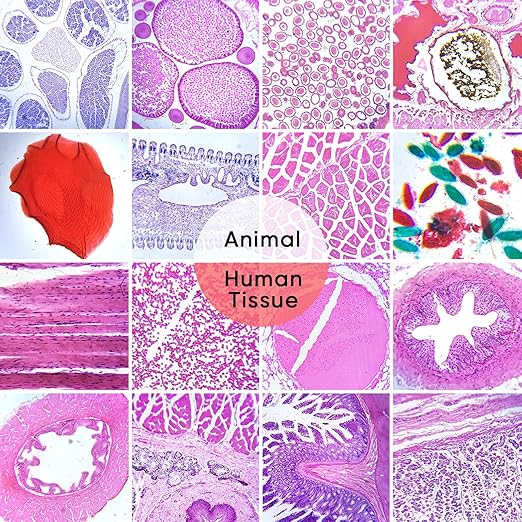 60 Microscope Slides with Specimens,Prepared Microscope Slides for Kids,Glass Slides for Microscope,Prepared Slides for Kids Microscope,Microscope Slide Preparation Kit for Biology Science Classes-CubbioJoy