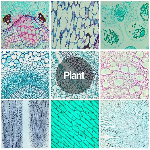 60 Microscope Slides with Specimens for Kids, Prepared Microscope Slides for Kids Microbiology, Prepared Microscope Slides for Adults-CubbioJoy