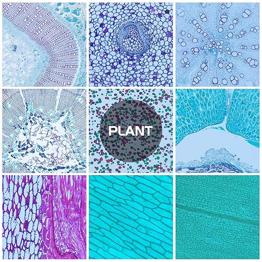 30 Microscope Slides with Specimens, Prepared Microscope Slides Set with Plants Animals Insects for Adults Students Homeschool Basic Biological Science Education-CubbioJoy
