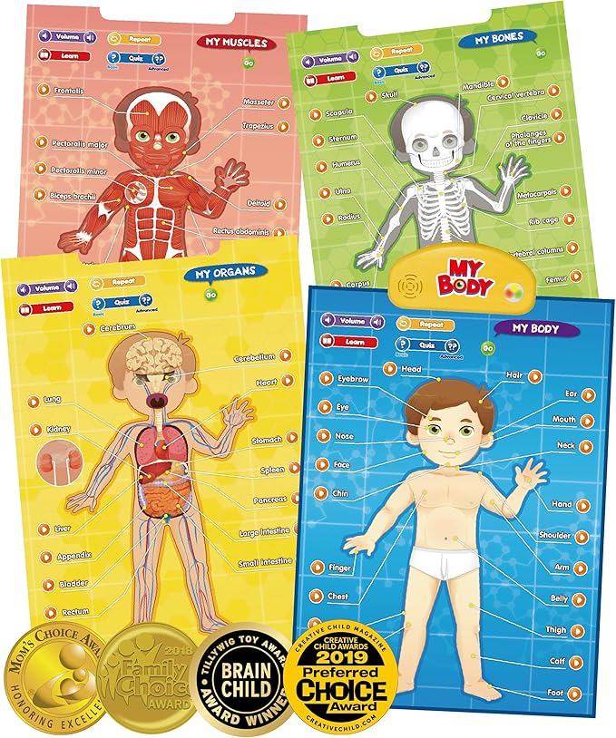 BEST LEARNING i-Poster My Body - Interactive Educational Human Anatomy Talking Game Toy | Learn Body Parts, Organs, Muscles and Bones for Kids Aged 5 to 12 Years Old-CubbioJoy