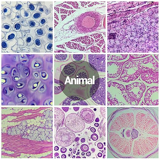 30 Microscope Slides with Specimens for Kids, Prepared Microscope Slides for Kids Microbiology, Glass Slides for Microscope, Biology Gifts for Adults Kids-CubbioJoy